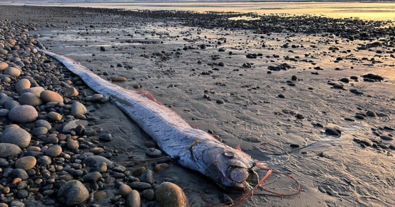 ‘Doomsday fish’ washed ashore in California, but what does that mean?